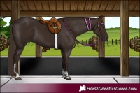 Horse Color:Liver Chestnut Tobiano