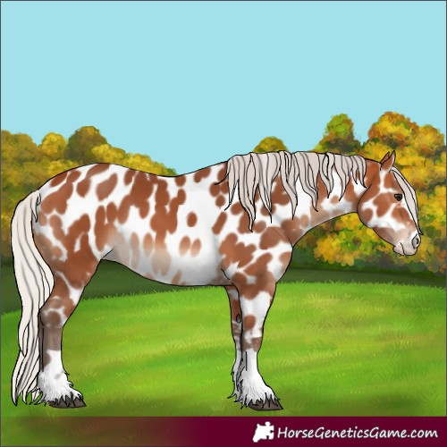 Horse Color:Silver Bay Appaloosa