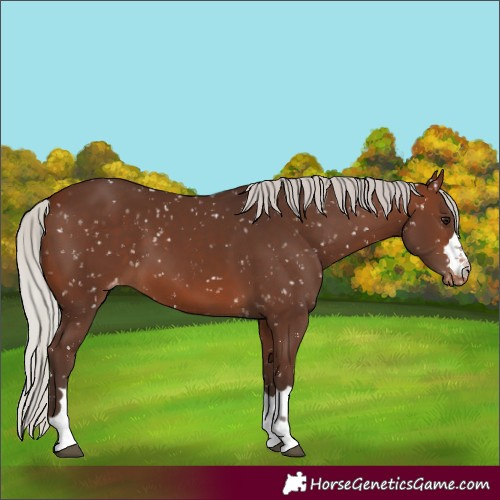 Horse Color:Silver Brown Snowflake Varnish