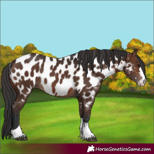 Horse Color:Brown Appaloosa 