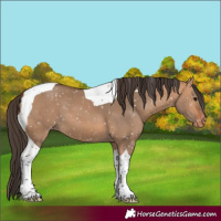 Horse Color:Bay Dun Tobiano Snowflake Varnish