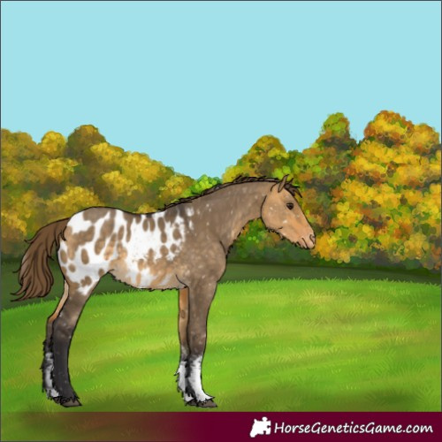 Horse Color:Buckskin Dun Sabino Appaloosa 