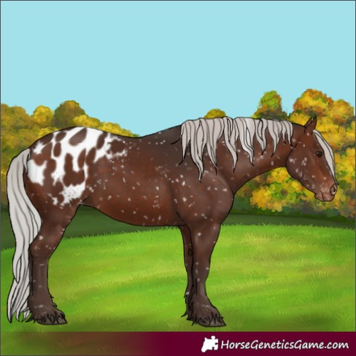 Horse Color:Silver Brown Blanket 