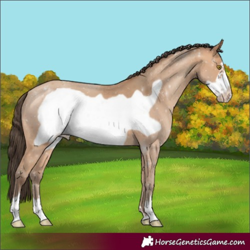 Horse Color:Amber Champagne Frame