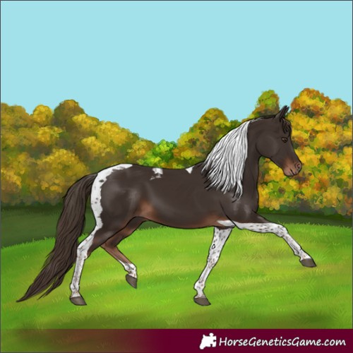 Horse Color:Liver Chestnut Tobiano 