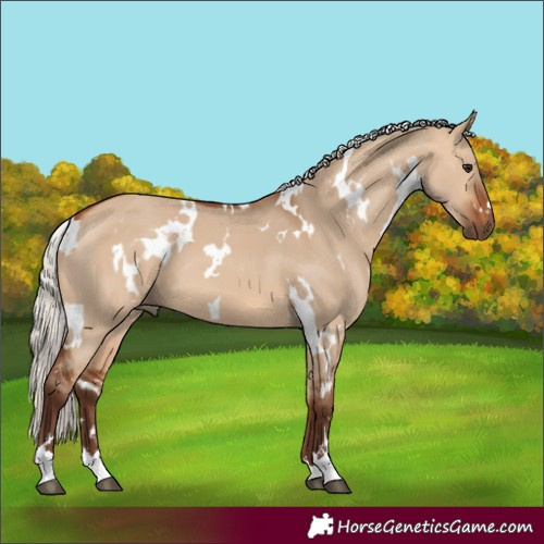 Horse Color:White Spotted Silver Bay Dun