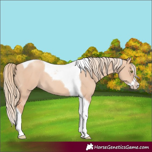 Horse Color:Gold Champagne Dun Splash Tobiano 