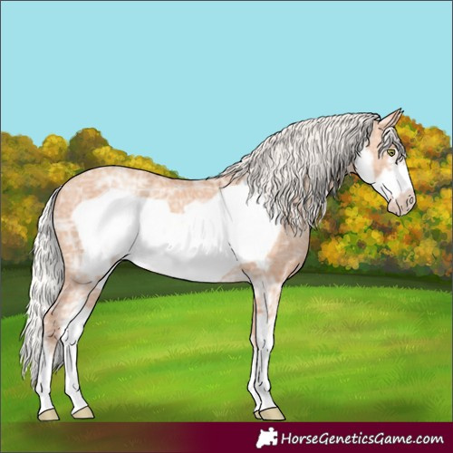 Horse Color:Silver Amber Champagne Ice Sabino Frame