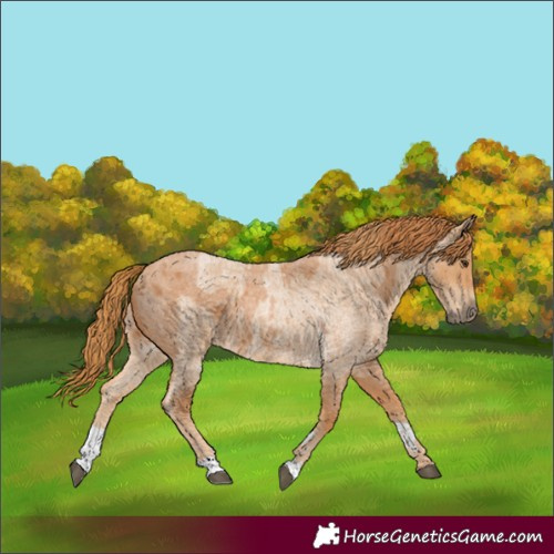 Horse Color:Red Roan and Red Roan