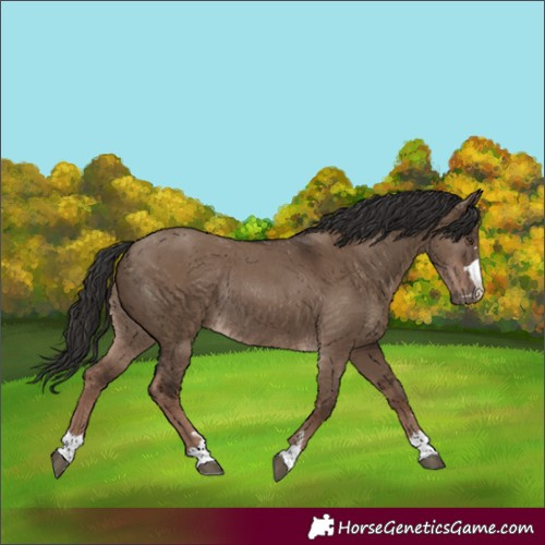 Horse Color:Liver Red Dun Rabicano