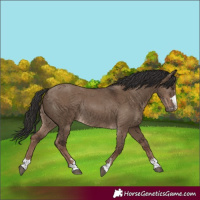Horse Color:Liver Red Dun Rabicano 