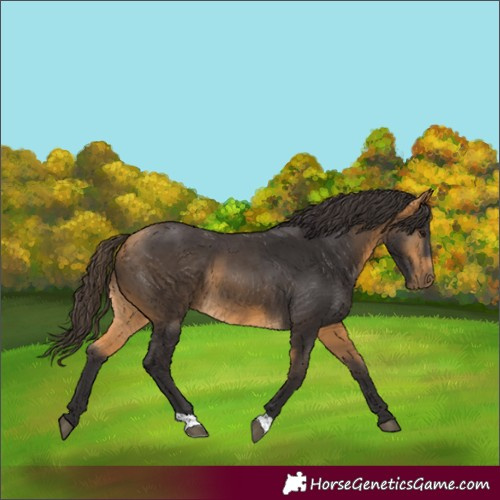 Horse Color:Buckskin