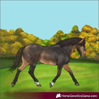 Horse Color:Buckskin