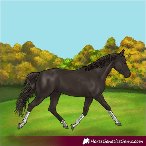 Horse Color:Liver Chestnut Tobiano