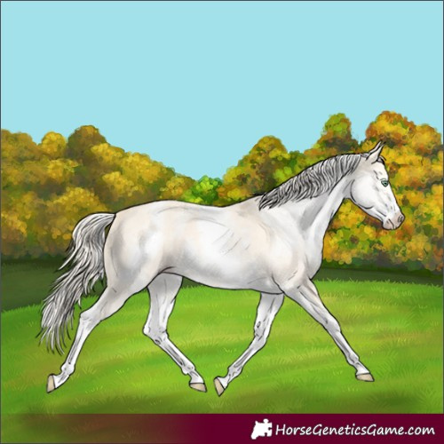 Horse Color:White Spotted Gold Cream Champagne Dun