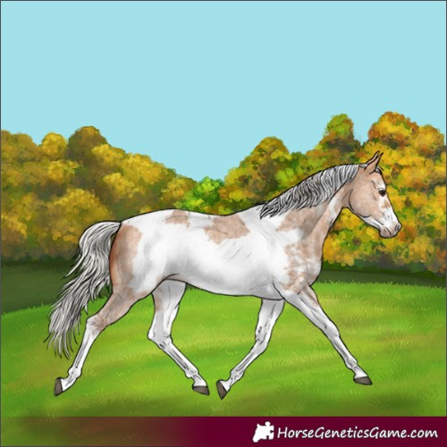 Horse Color:Silver Bay Dun Sabino Tobiano Frame Rabicano 