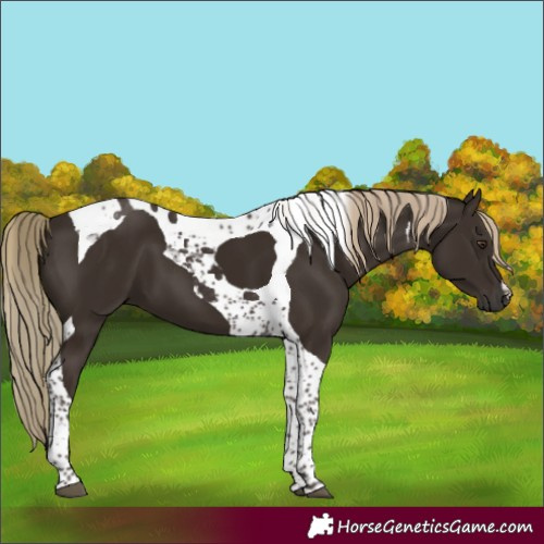Horse Color:Liver Chestnut Tobiano 