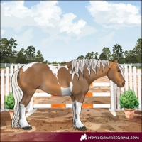 Horse Color:Silver Buckskin Tobiano 