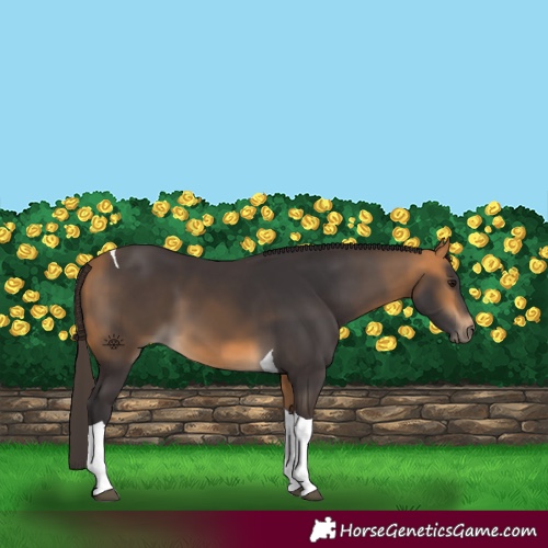 Horse Color:Buckskin Tobiano 