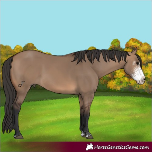 Horse Color:Brown Dun Sabino