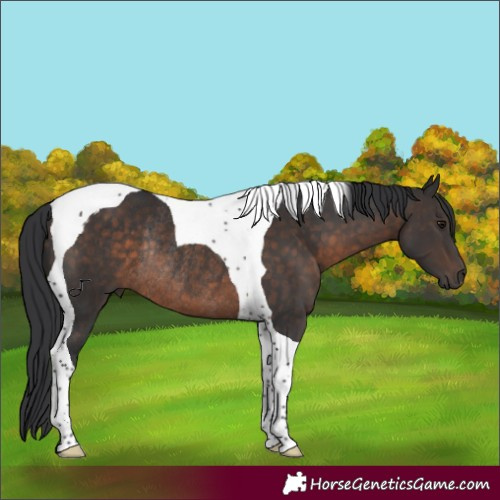 Horse Color:Brown Tobiano Rabicano