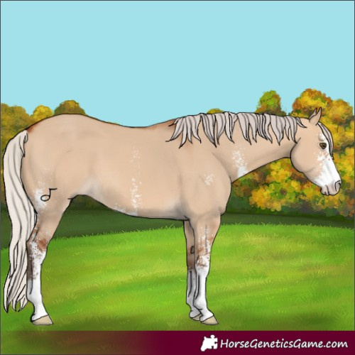 Horse Color:Silver Bay Dun Sabino