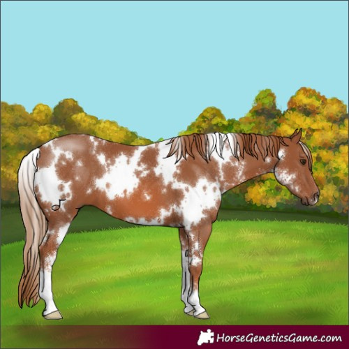 Horse Color:White Spotted Chestnut Sabino