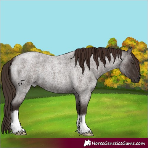 Horse Color:Liver Red Roan 