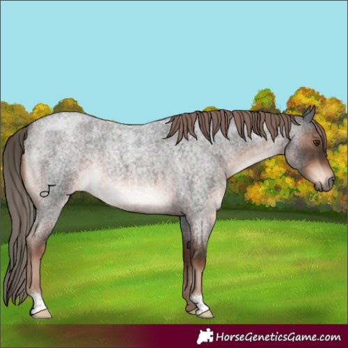Horse Color:Liver Red Roan