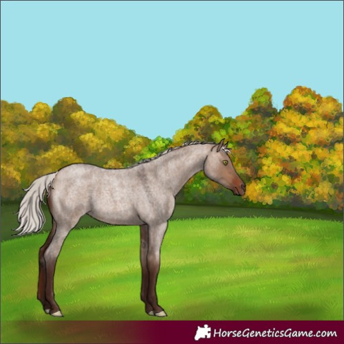 Horse Color:Silver Brown Roan Dun 