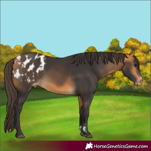 Horse Color:Buckskin Appaloosa Rabicano 