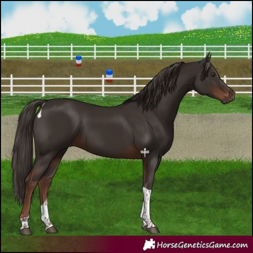 Horse Color:Liver Chestnut Tobiano 