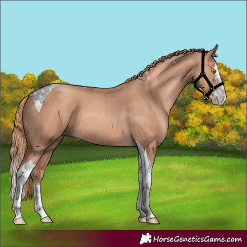 Horse Color:Gold Champagne Splash Tobiano