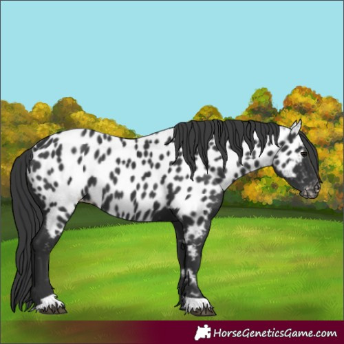 Horse Color:Black Appaloosa