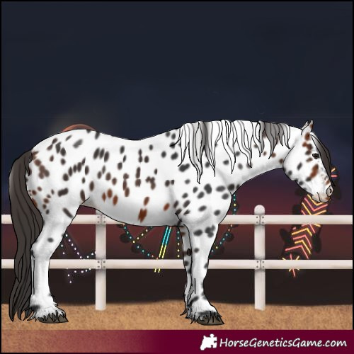 Horse Color:Bay Near Leopard 
