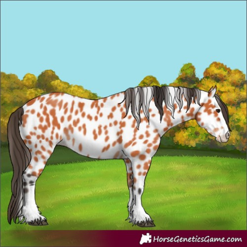 Horse Color:Bay Appaloosa 