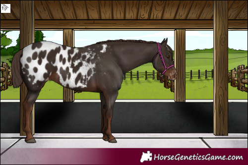 Horse Color:Liver Chestnut Appaloosa