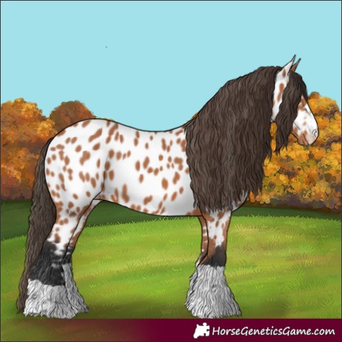 Horse Color:Bay Appaloosa 