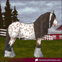 Horse Color:Bay Near Leopard 