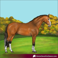 Horse Color:Gray Buckskin Splash 