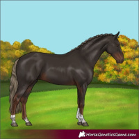 Horse Color:Liver Chestnut Tobiano