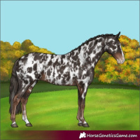 Horse Color:Liver Chestnut Sabino Splash Appaloosa  and Liver Chestnut Sabino Splash Appaloosa 