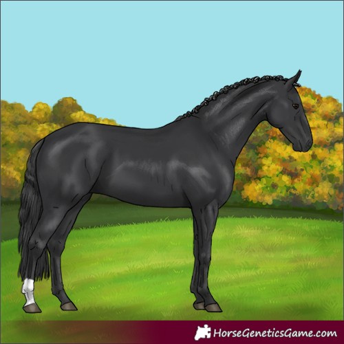 Horse Color:Black 