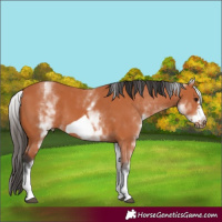 Horse Color:White Spotted Bay Frame
