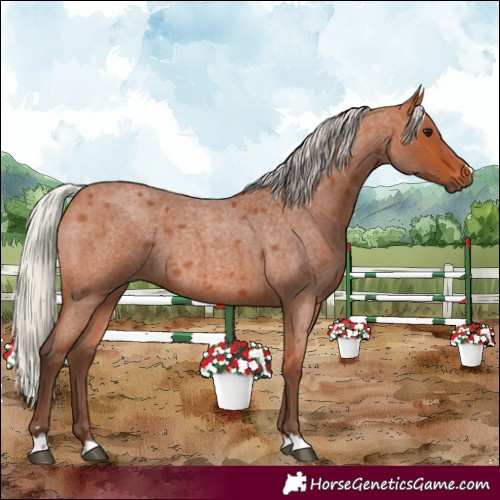 Horse Color:Silver Bay Roan 