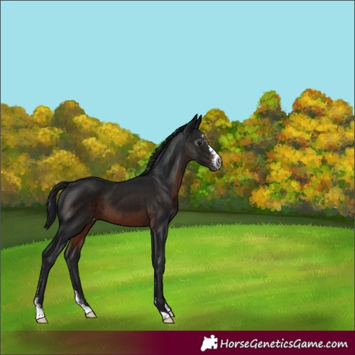 Horse Color:Gray Brown Sabino Varnish