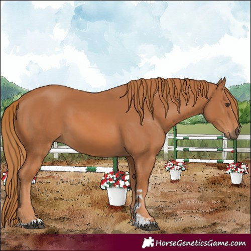 Horse Color:Chestnut 
