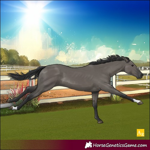 Horse Color:Grullo