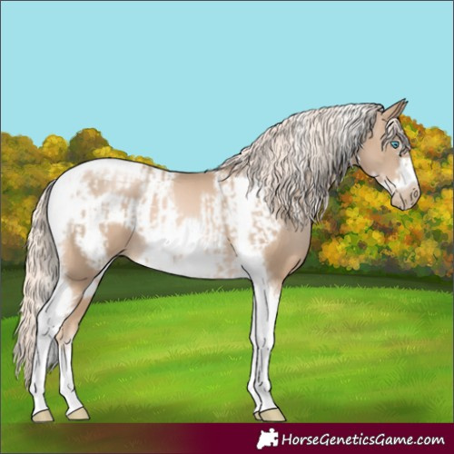 Horse Color:Chocolate Palomino Pearl Tobiano Frame  and Chocolate Palomino Pearl Tobiano Frame 