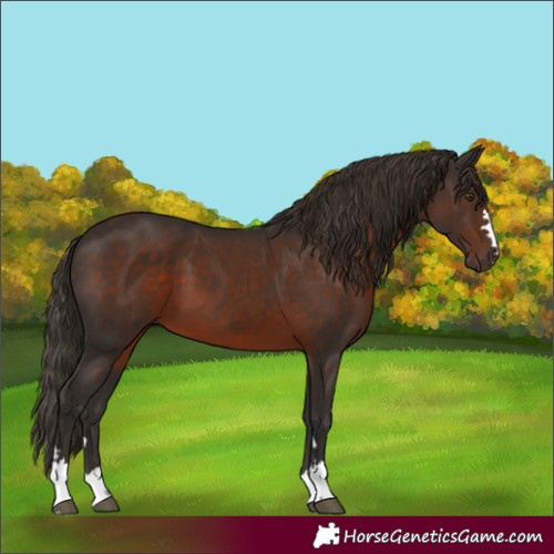 Horse Color:Unknown 